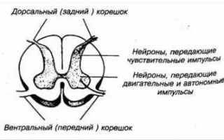 Остеохондроз с корешковым синдромом мазь