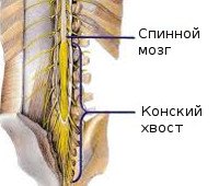 G83.4 Синдром конского хвоста