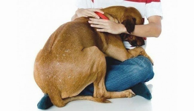 у собаки болит хвост при защемлении нервных окончаний 