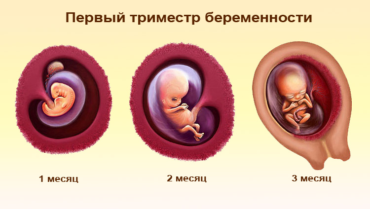 Первый триместр беременности 
